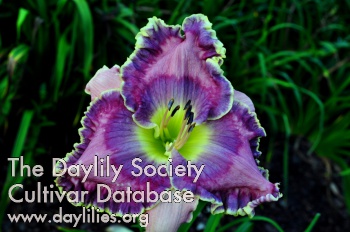 Daylily Blue Rhino